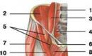 Анатомия верхней близнецовой мышцы Как долго умирает мышца